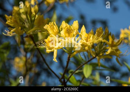 Rhododendron giallo (luteum azalea), arbusto deciduo AKA giallo azalea, dolce pontica azalea. Colori brillanti. Foto Stock