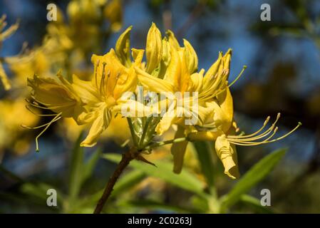 Rhododendron giallo (luteum azalea), arbusto deciduo AKA giallo azalea, dolce pontica azalea. Colori brillanti. Foto Stock