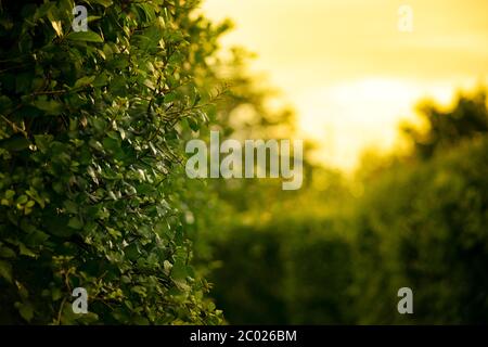 Schema di fondo di foglie verdi fatte di Fukien tea hedge. Labirinto fatto di siepe con luce solare calda che splende da dietro Foto Stock