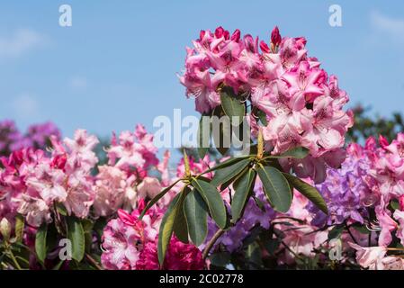 Rododendro bianco con schizzi e strisce di rosa e macchie di rosso scuro. Colori brillanti. Foto Stock