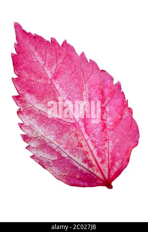 Foglia Di Rosa Di Fiocco Di Neve Hibiscus Hibiscus Rosa Sinensis Su Sfondo Bianco Foto Stock Alamy