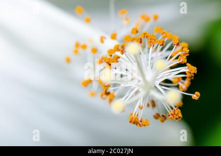 Carpello dei fiori bianchi di Hibiscus Foto Stock