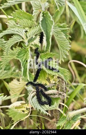 Peacock farfalla (Aglais io) caterpills alimentare su ortica pungente (Urtica dioica) foglie, Berkshire, giugno Foto Stock