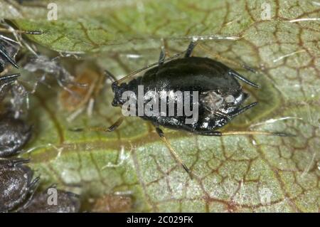 Fotomicrografia afida di amarena o fratta di ciliegia (Myzus cerasi) infestazione su foglia di ciliegio selvatico, Berkshire, maggio Foto Stock