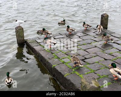 Oche selvatiche su un vecchio molo in pietra vicino all'acqua Foto Stock