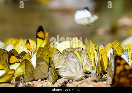Gruppo grande di alimentazione farfalla sul terreno. Foto Stock