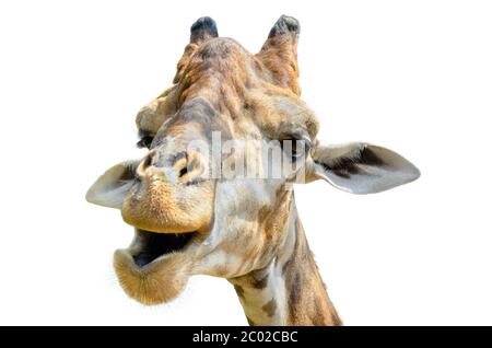 Giraffe (Giraffa camelopardalis) isolato su bianco Foto Stock