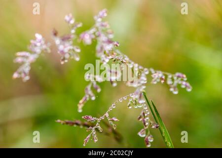 La rugiada scende di mattina su una lama di erba Foto Stock