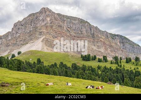 Mucche su un prato in un bellissimo paesaggio alp Foto Stock