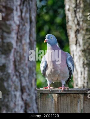 pigeon in piedi su recinto tra gli alberi Foto Stock