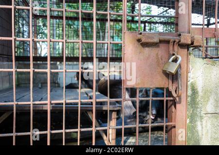 Gabbia di ferro usato detenzione orso nero asiatico Foto Stock