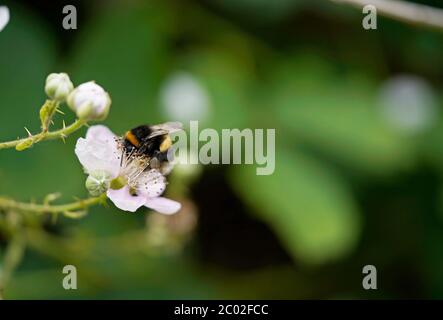 Ape bumble su un fiore di blackberry, sfondo verde sfocato Foto Stock