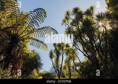 Passeggiata sulla felce presso la riserva di Totara, Pohangina Valley, Manawatu-Whanganui, North Island, nuova Zelanda Foto Stock