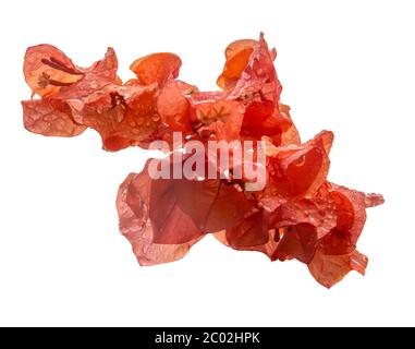 Bougainvillea di colore arancione Foto Stock