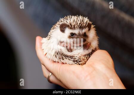 Un grazioso piccolo porcospino - ( African bianco- hedgehog panciuto ) Foto Stock