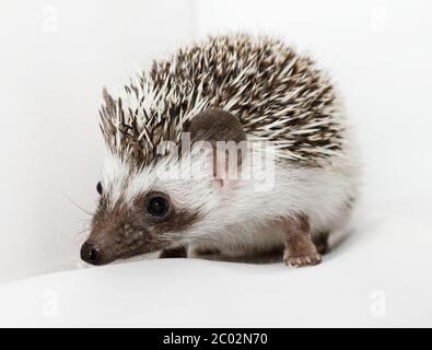 Un grazioso piccolo porcospino - ( African bianco- hedgehog panciuto ) Foto Stock