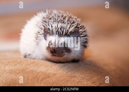 Un grazioso piccolo porcospino - ( African bianco- hedgehog panciuto ) Foto Stock