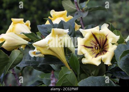 Golden Goblet Pig (Solandra maxima) Foto Stock