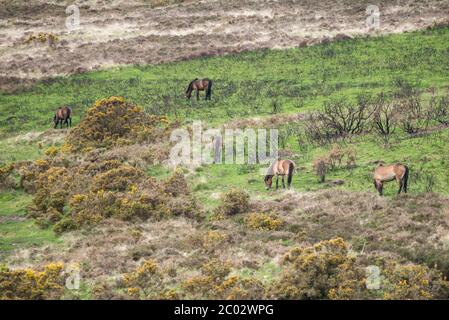 Exmoor ponies mandria che pascolano su una collina Foto Stock