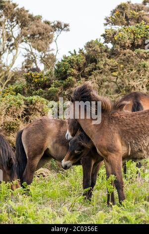 Divertenti pony Exmoor Foto Stock