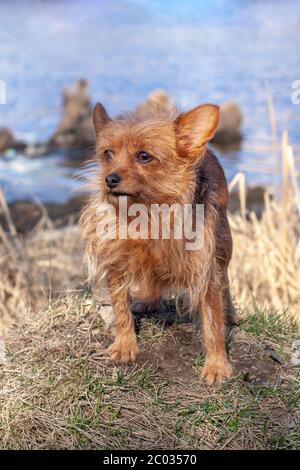Un simpatico cane peloso della razza Yorkshire Terrier si erge su un tumulo sullo sfondo dell'acqua e guarda da parte. Capelli lunghi di cane marrone a Foto Stock