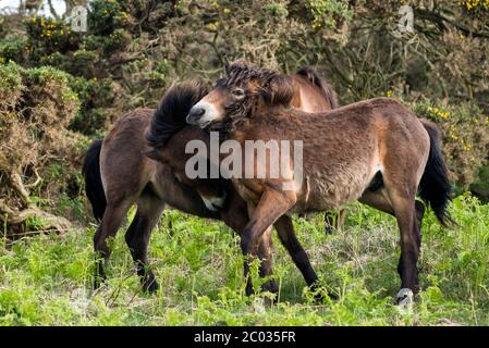 Divertenti pony Exmoor Foto Stock