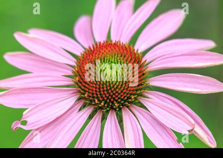 Cappello viola da sole Echinacea purpurea in giardino Foto Stock