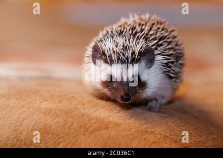 Un grazioso piccolo porcospino - ( African bianco- hedgehog panciuto ) Foto Stock