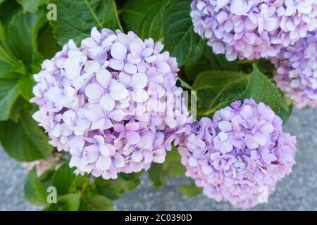 belle idrangee viola fiorite nel giardino Foto Stock