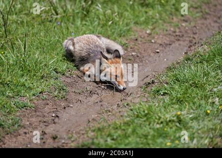 Volpe rossa Vulpes vulpes acqua potabile da puddle. 8k di larghezza della valle Carpazi, Bieszczady, Polonia. Foto Stock