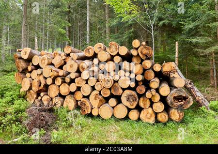 I trunk di log si accumulano in una foresta. Foto Stock
