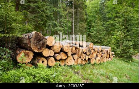 I trunk di log si accumulano in una foresta. Foto Stock