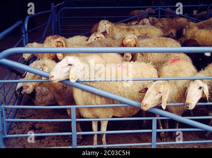 Gregge di pecore in uno spettacolo di bestiame. Medina del campo, provincia di Valladolid, Spagna. Foto Stock