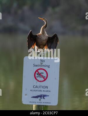 Retroilluminata Anhinga a volte chiamato serpente, darter, darter americano, o tacchino d'acqua appollaiato su un alligatore avvertimento Nessun segno di nuoto con le ali aperte Foto Stock