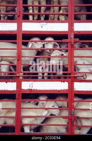 Agnelli in uno spettacolo di bestiame. Medina del campo, provincia di Valladolid, Spagna. Foto Stock
