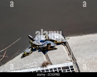 Un gruppo di slider dall'aspetto rosso, Trachemys scripta elegans, si abbronzano su una lastra di cemento in una zona umida vicino al fiume Sakai a Yokohama, Giappone. Foto Stock