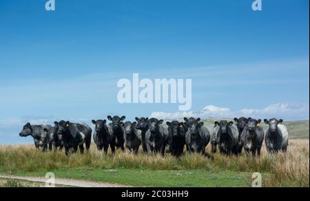 Mandria di bovini Blue Grey sulla brughiera sul bordo del Wild Boar cadde, Cumbria, Regno Unito. Foto Stock