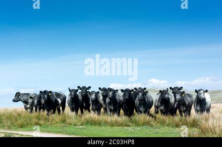 Mandria di bovini Blue Grey sulla brughiera sul bordo del Wild Boar cadde, Cumbria, Regno Unito. Foto Stock