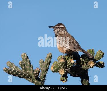 Maschio Cactus Wren arroccato su una Cylindropuntia fulgida, saltando cholla, catena di sospensione cholla, Cholla Cactus in Arizona prendendo una pausa dalla costruzione del nido Foto Stock