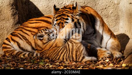 La tigre mamma allo zoo con il suo cucciolo di tigre - Foto di sole Foto Stock