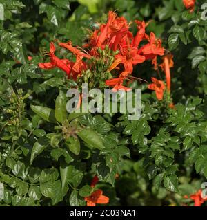 Fiori Campsis Foto Stock