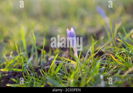 fiore di crocus viola in primavera Foto Stock