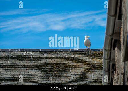 Saint Ives, Cornovaglia, Regno Unito. Un gabbiano in piedi su un tetto. Foto Stock