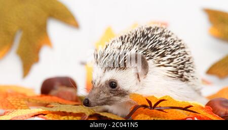 African bianco- hedgehog panciuto con decorazione di autunno Foto Stock