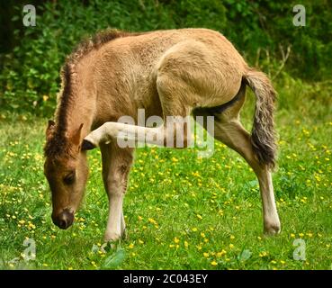 Un piccolo nemico appena nato di un cavallo islandese si graffia con una gamba dietro l'orecchio come yoga o ginnastica Foto Stock