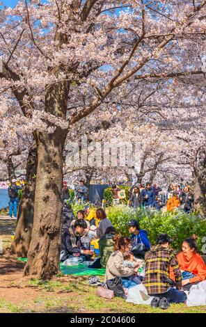 tokyo, giappone - marzo 31 2020: Seduta di famiglie giapponesi che si godono Somei Yoshino sakura rosa fioritura di ciliegi alberi di Ueno Park durante l'Hanami SPR Foto Stock