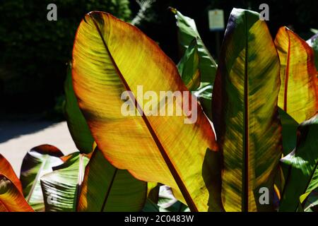 Pianta di banana abissiniana con foglie a forma di paletta illuminate al sole, Harrogate, North Yorkshire, Inghilterra, UK. Foto Stock