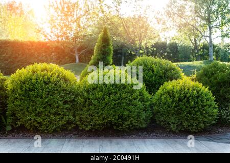 Generico verde fresco rotondo sferico bosso cespugli muro con caldo estate tramonto luce su sfondo a ornamento inglese giardino in cortile. Inizio autunno Foto Stock