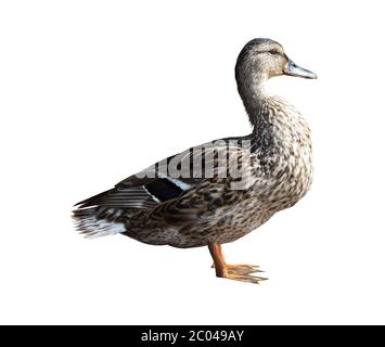 Mallard con look in profilo isolato Foto Stock