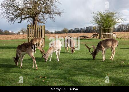 Un gruppo di cervi allenti a Bushy Park, Richmond upon Thames, Regno Unito. Foto Stock